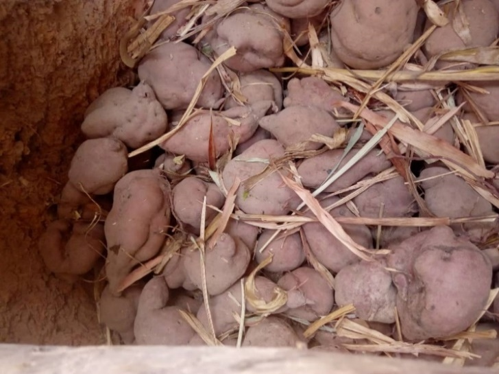 Sweet potato tuberous roots harvested in the village of Yimpotingou, Toucountouna